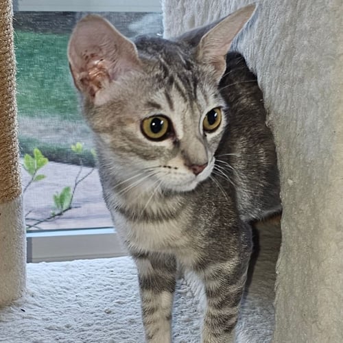 STACK - Unknown available for adoption