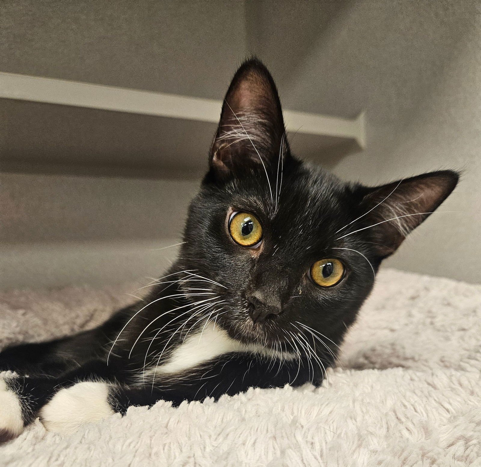 ROLL - Unknown available for adoption