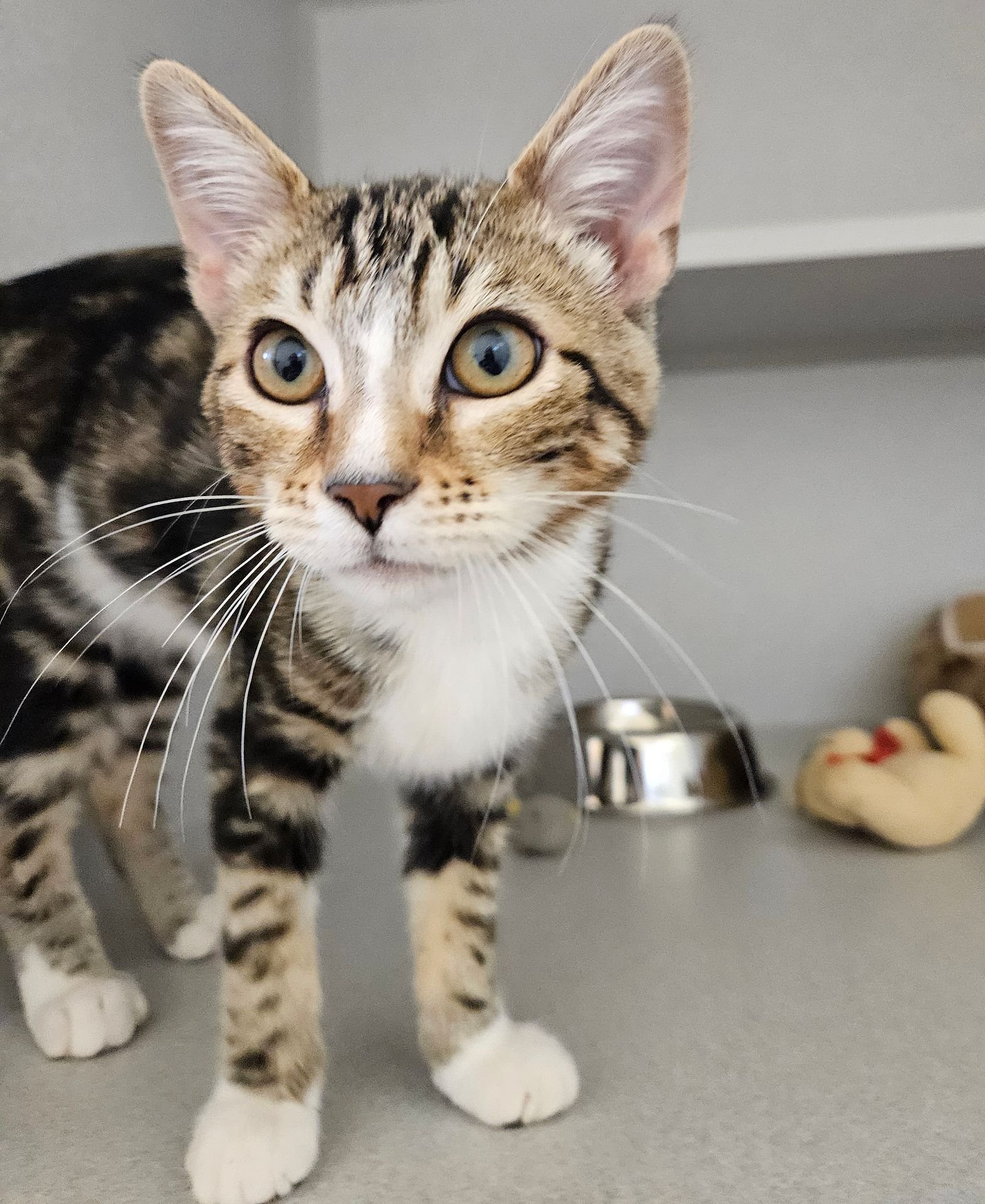 CHAI - Unknown available for adoption