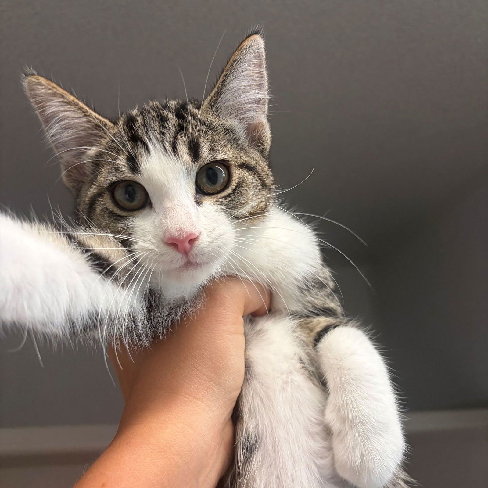 MICKEY - Unknown available for adoption