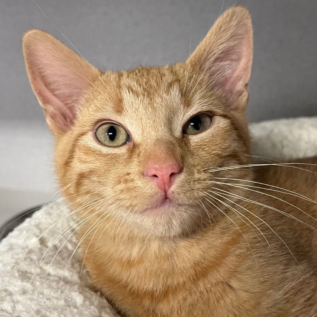 BEN - Unknown available for adoption