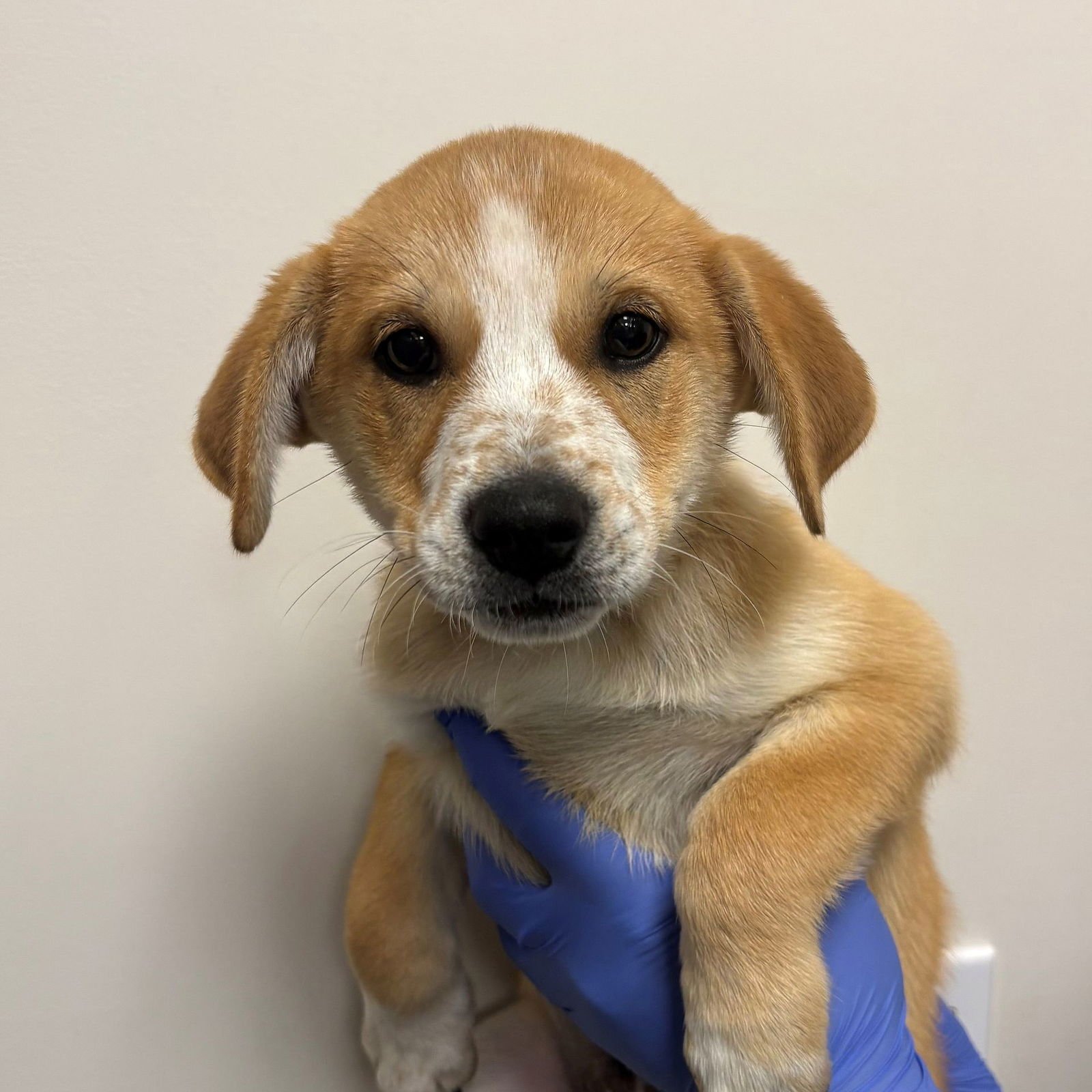 ROBIN - Unknown available for adoption