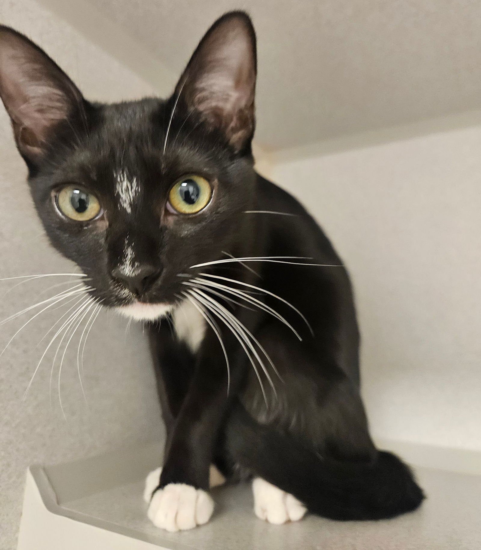 TOOTSIE - Unknown available for adoption