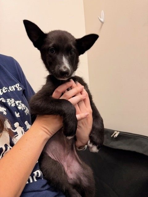 DIANA - Unknown available for adoption