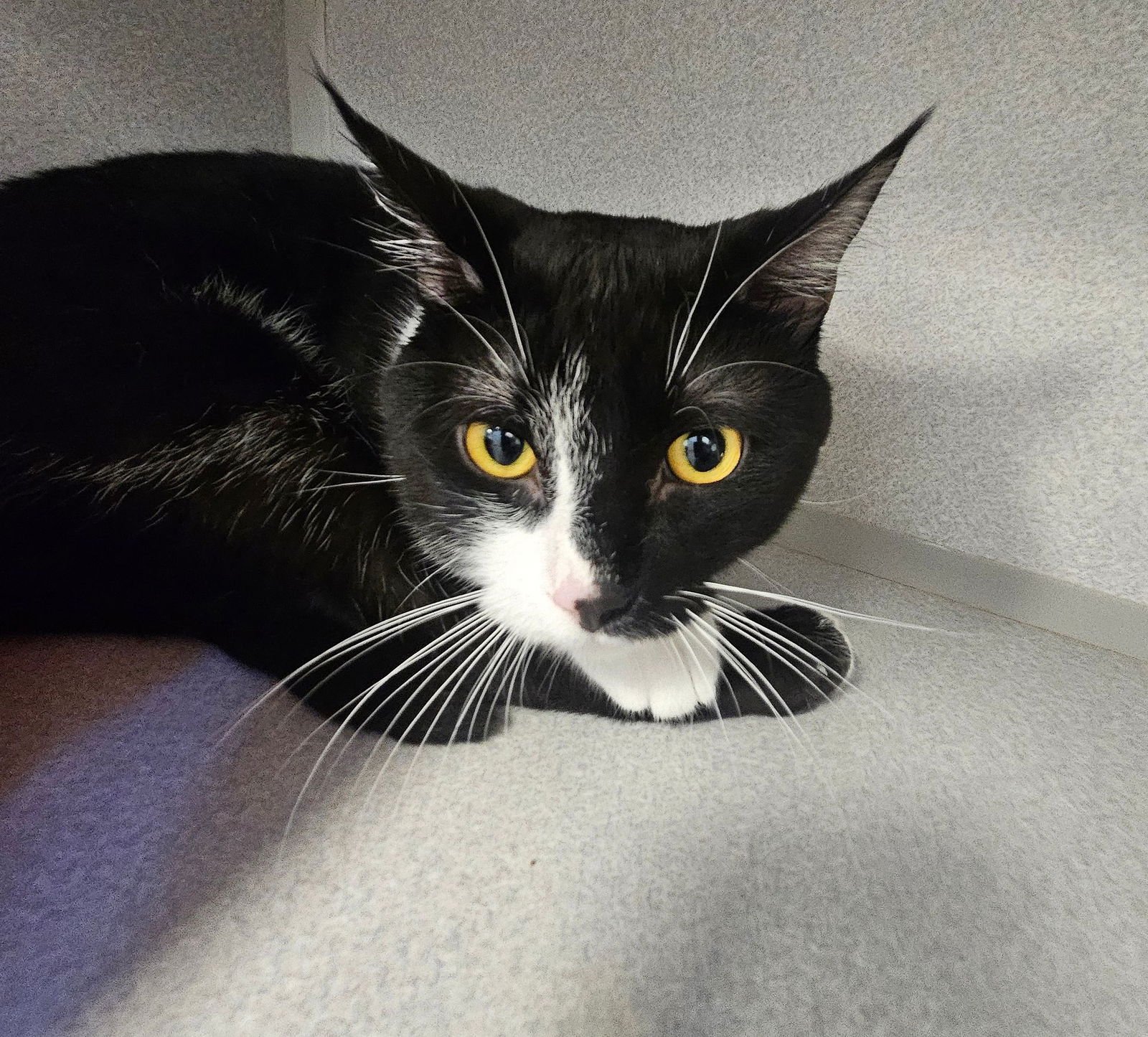 TUX - Unknown available for adoption