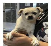 ALEXANDER - Unknown available for adoption