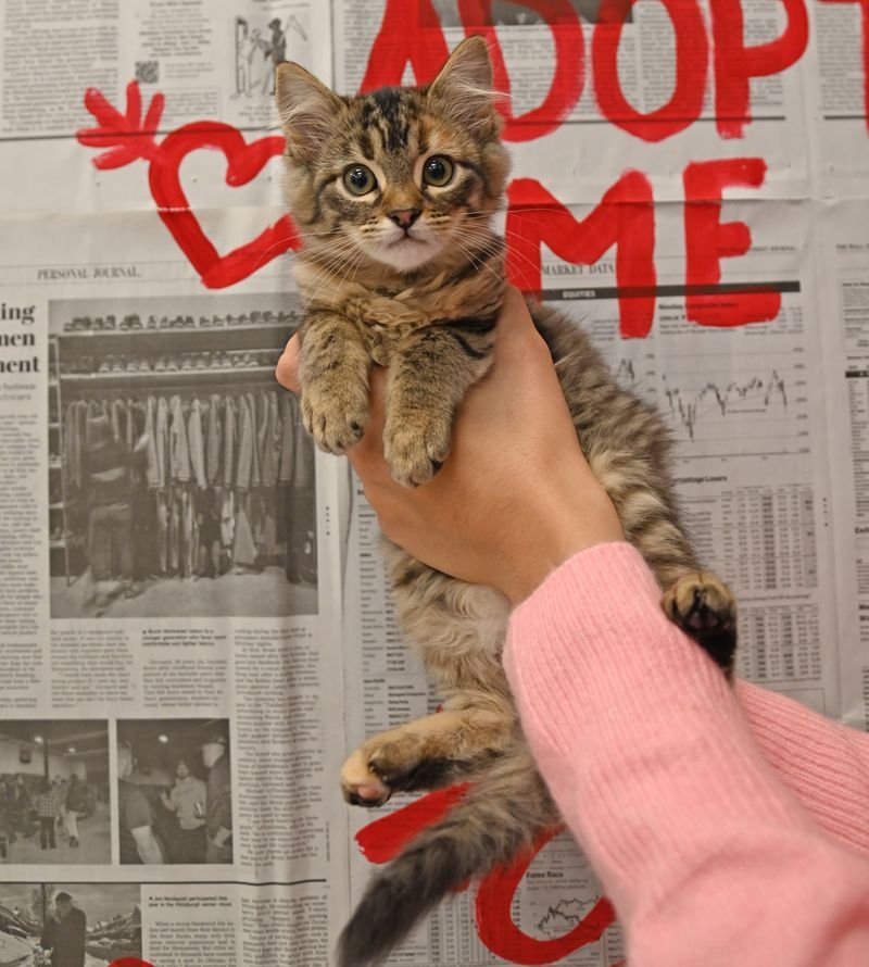 SUNDAE - Unknown available for adoption