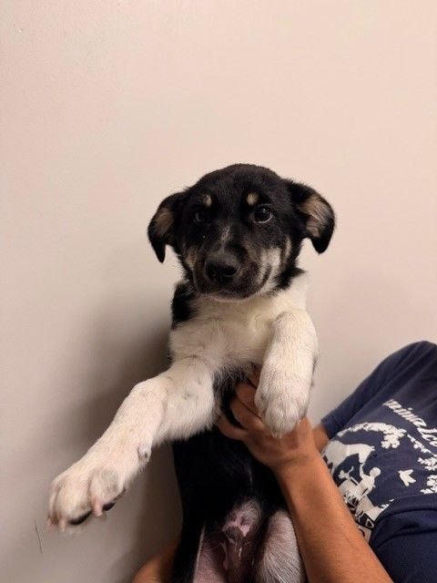 PAR - Unknown available for adoption