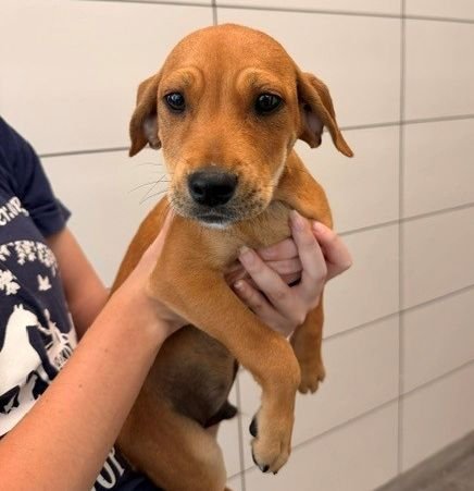 QUESADILLA - Unknown available for adoption