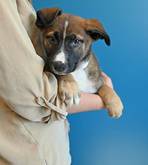 SCONE - Unknown available for adoption