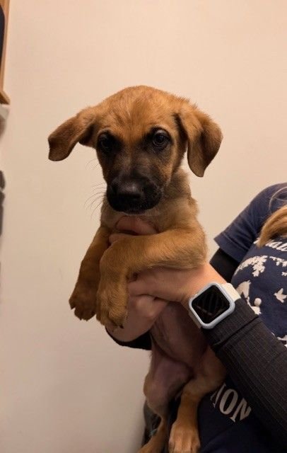 ELSA - Unknown available for adoption