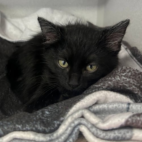 ROLEX - Unknown available for adoption