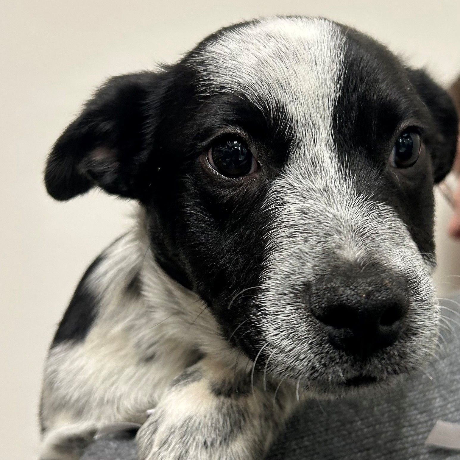 DIXIE - Unknown available for adoption