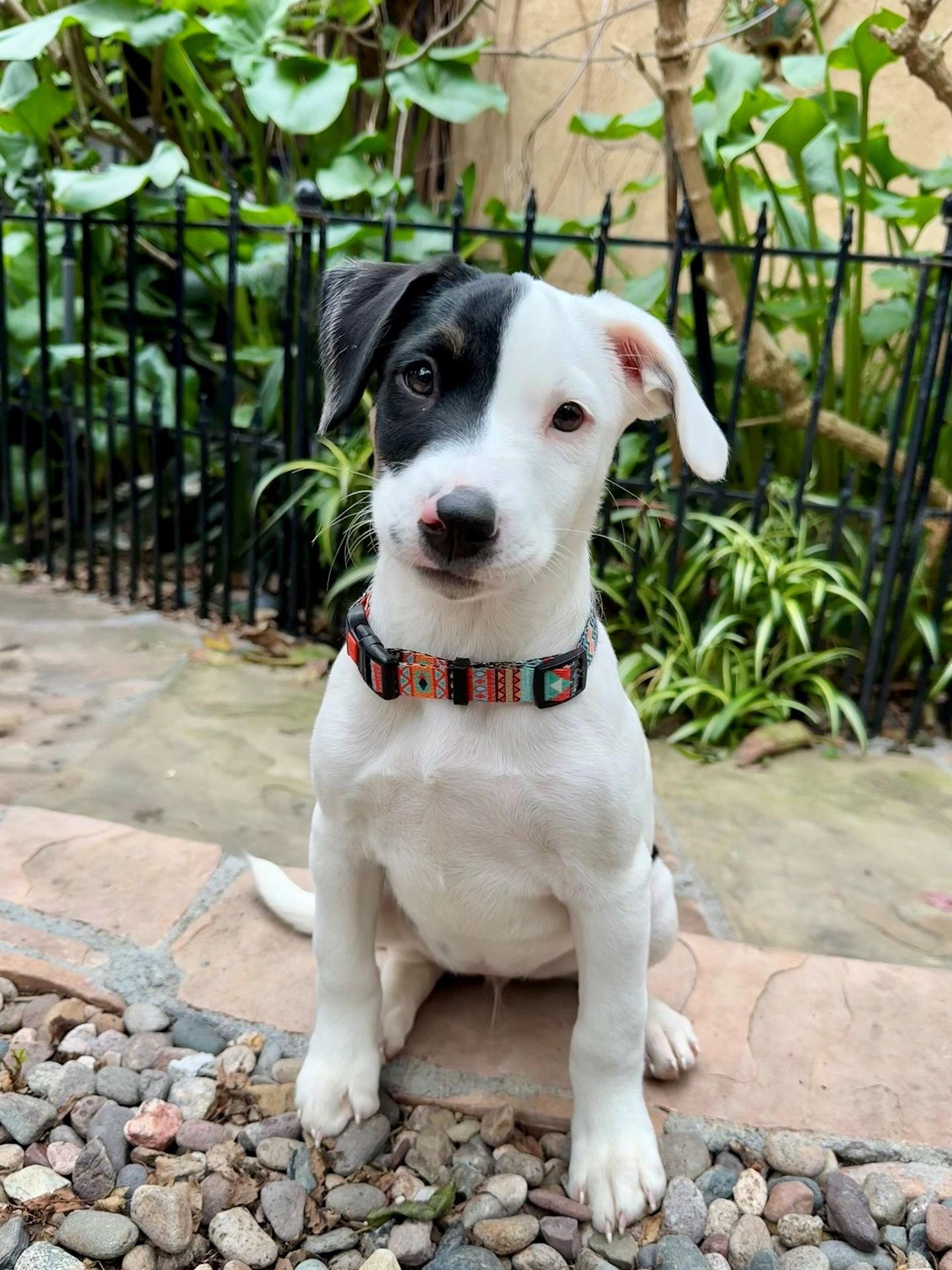 BELL PEPPER - Unknown available for adoption