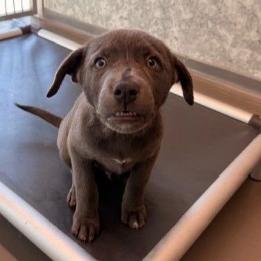 MR. RAY - Unknown available for adoption