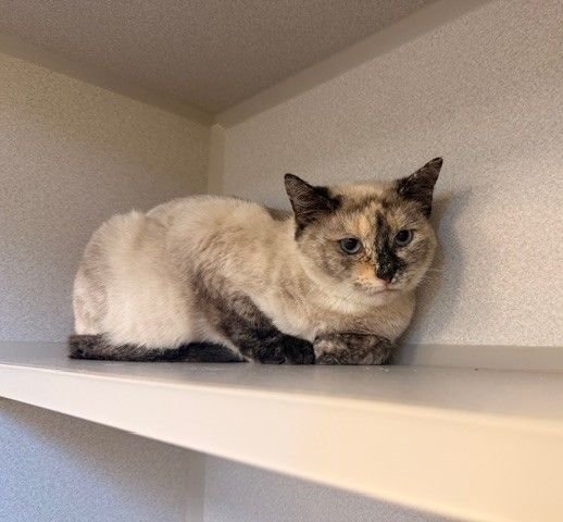 DESTINY - Unknown available for adoption