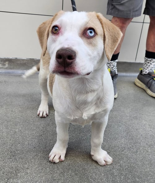 TURTLE - Unknown available for adoption