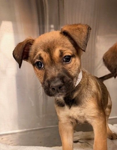 DRIVE - Unknown available for adoption