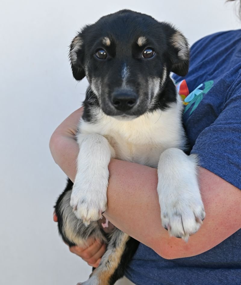 PAR - Unknown available for adoption