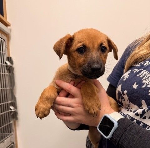 DONUT - Unknown available for adoption