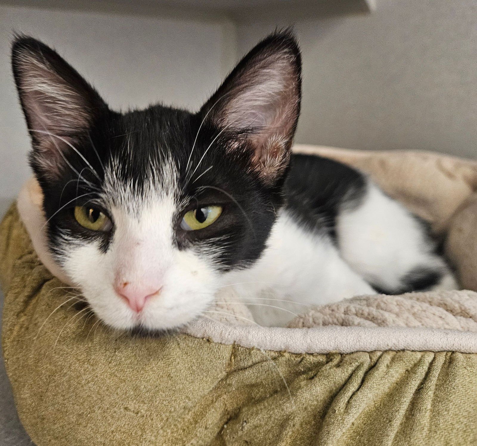 CHEERS - Unknown available for adoption