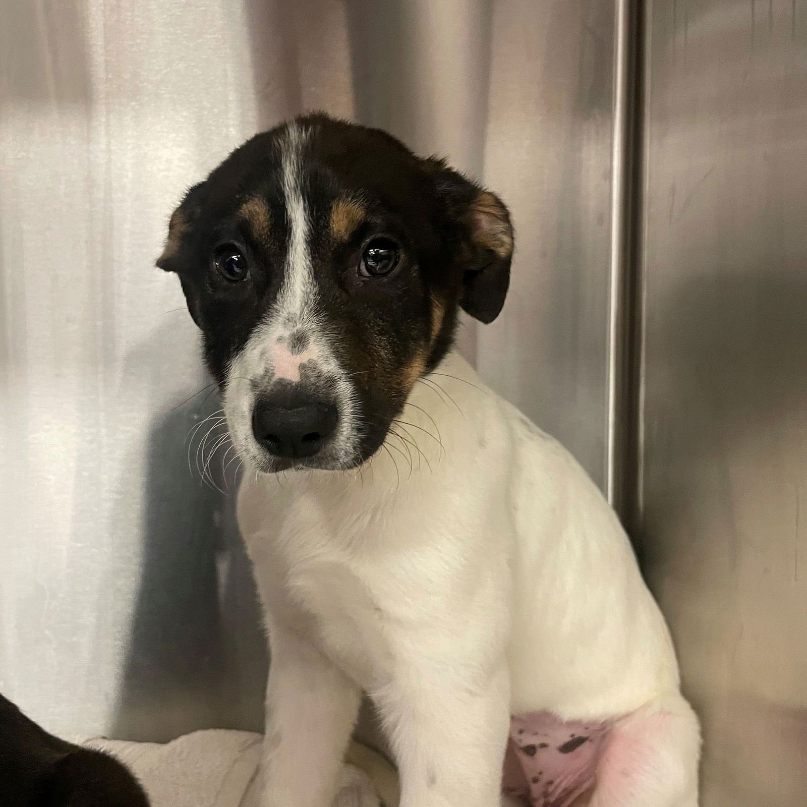 TULIP - Unknown available for adoption