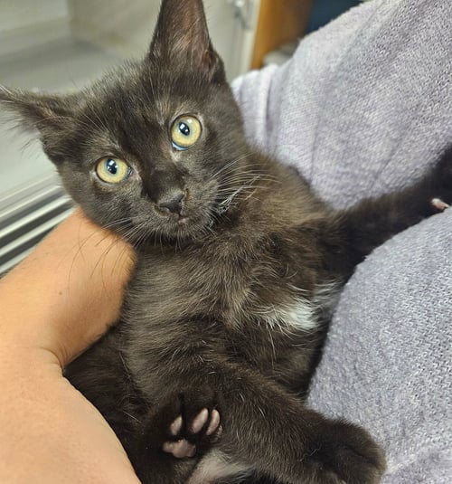 DIOR - Unknown available for adoption