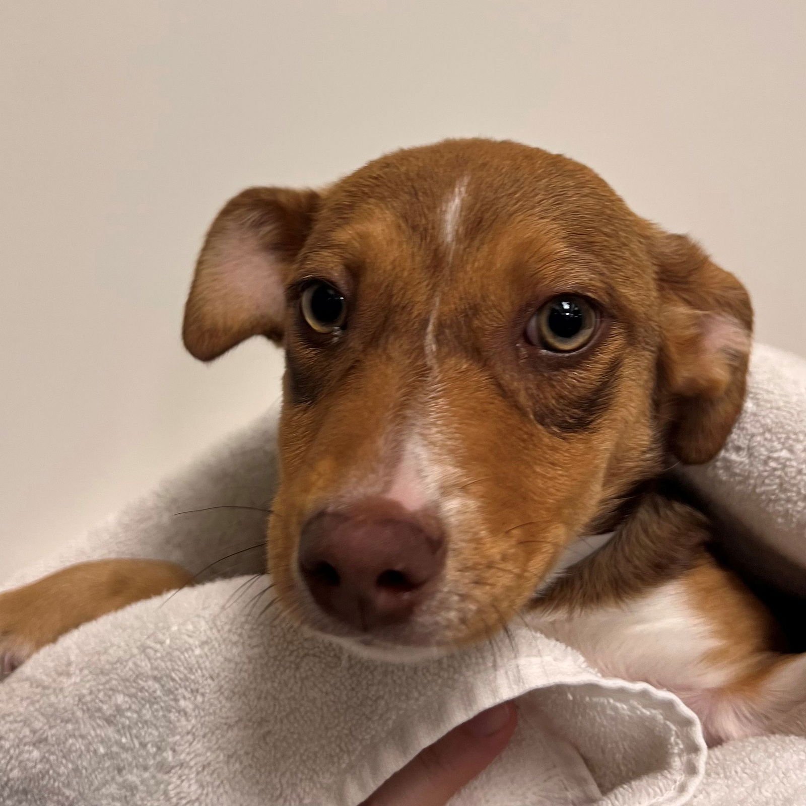 SPORTY SPICE - Unknown available for adoption