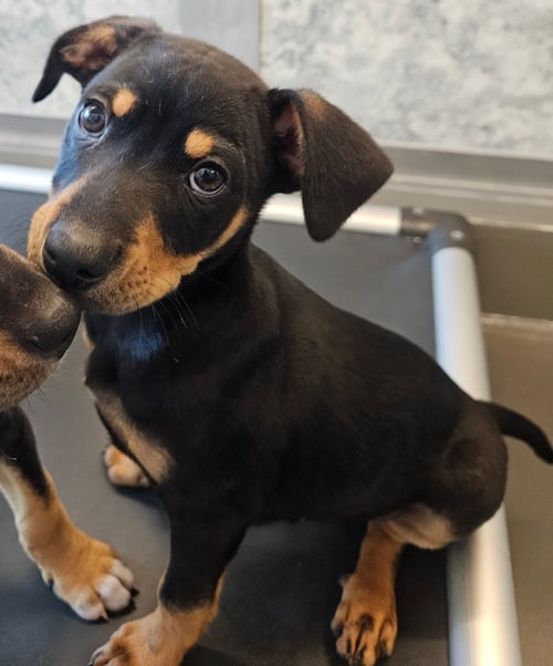 PLUTO - Unknown available for adoption