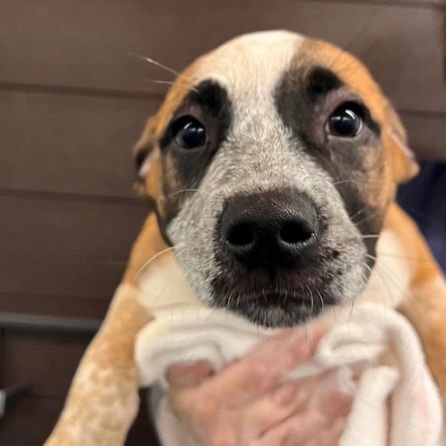LEIA - Unknown available for adoption