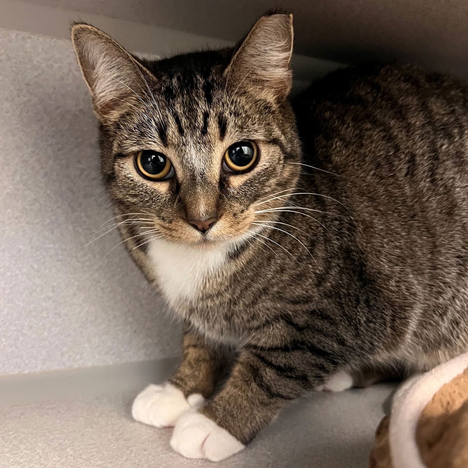 ECHO - Unknown available for adoption