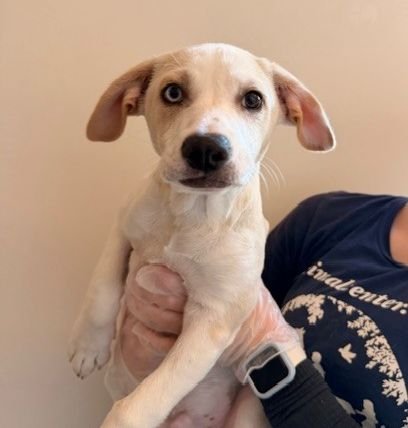 RUFFLES - Unknown available for adoption