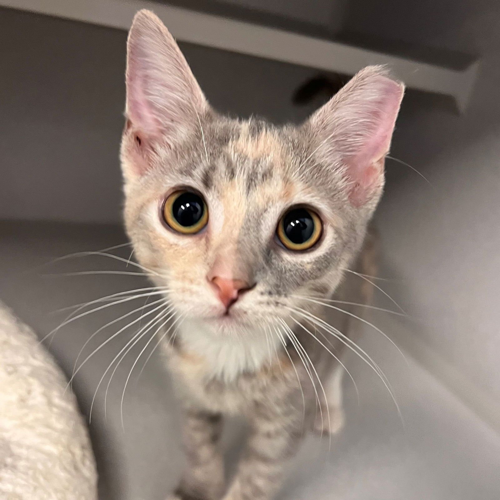 POP - Unknown available for adoption