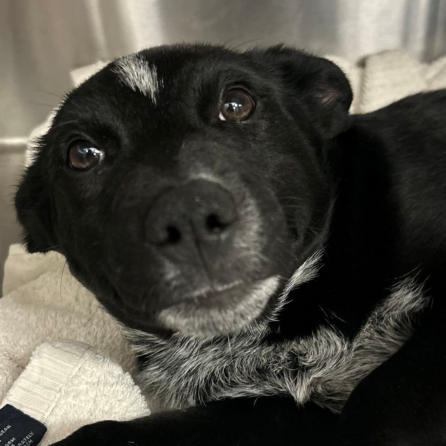 DAISY - Unknown available for adoption