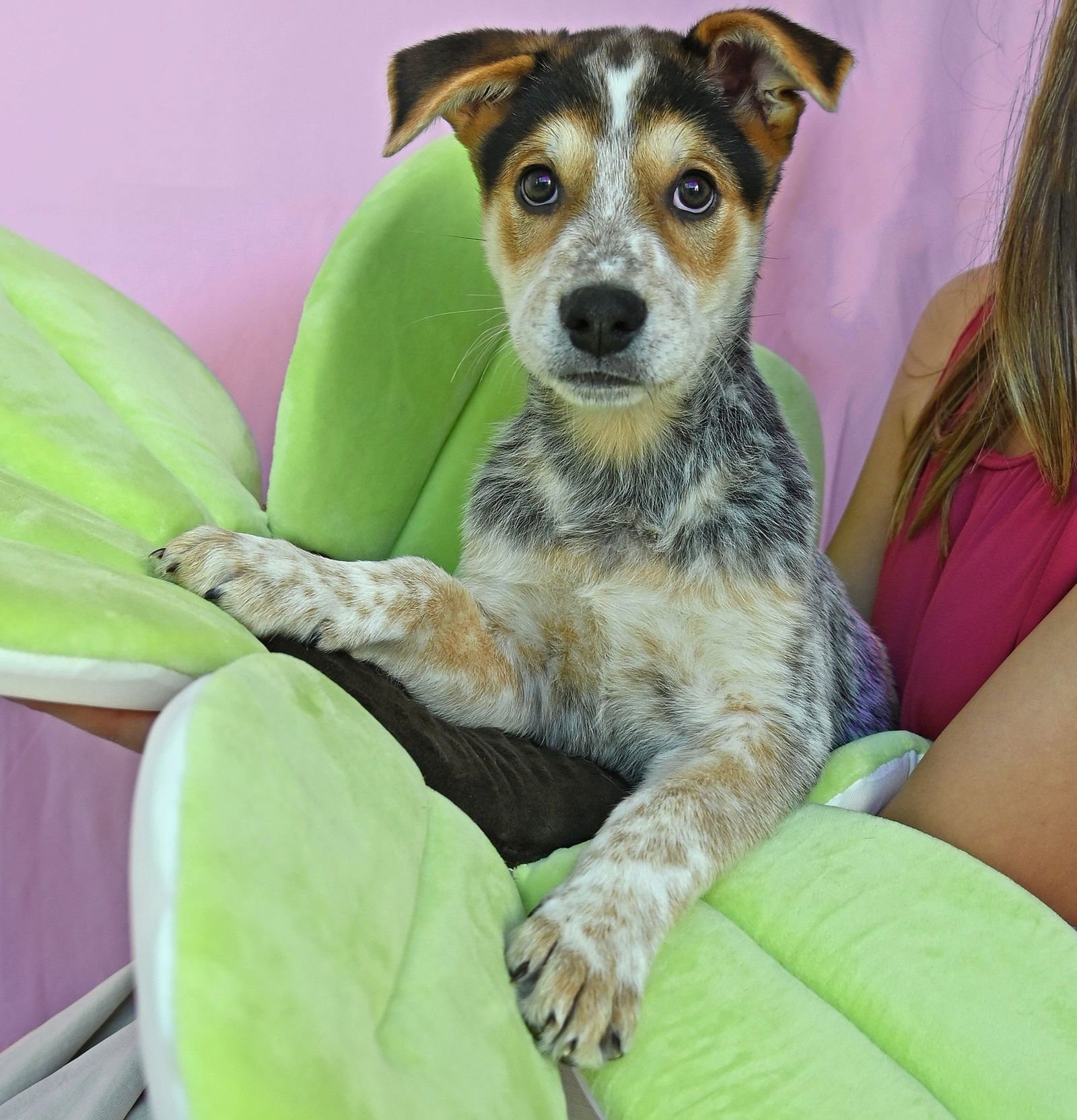 GALE - Unknown available for adoption