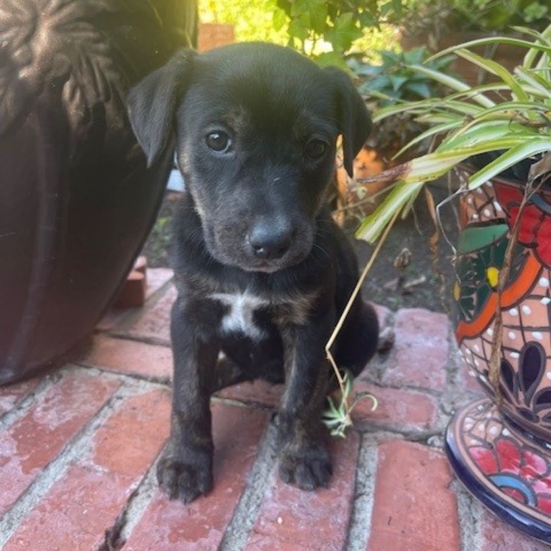 FAIRY - Unknown available for adoption