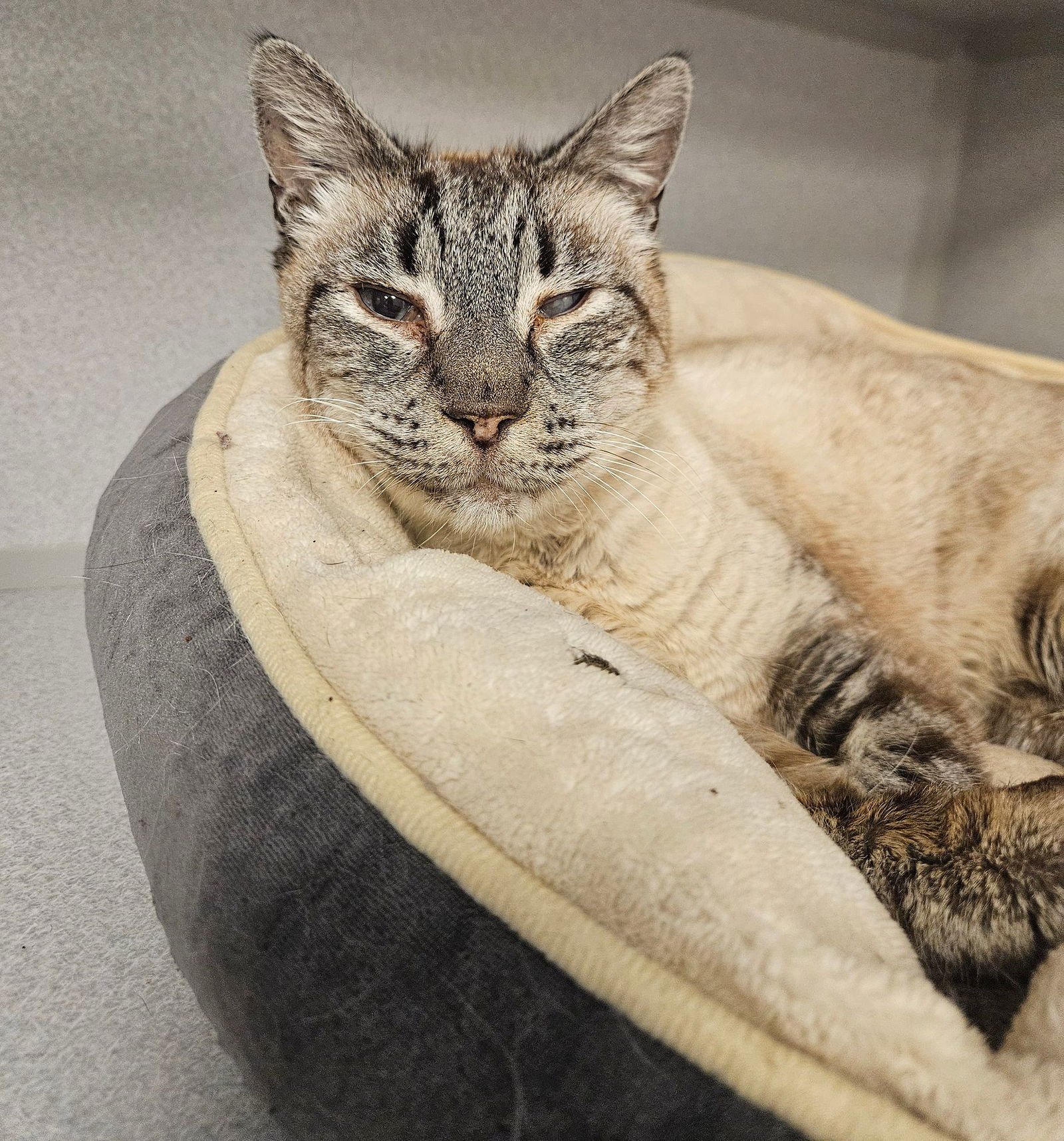 LOUIE - Unknown available for adoption