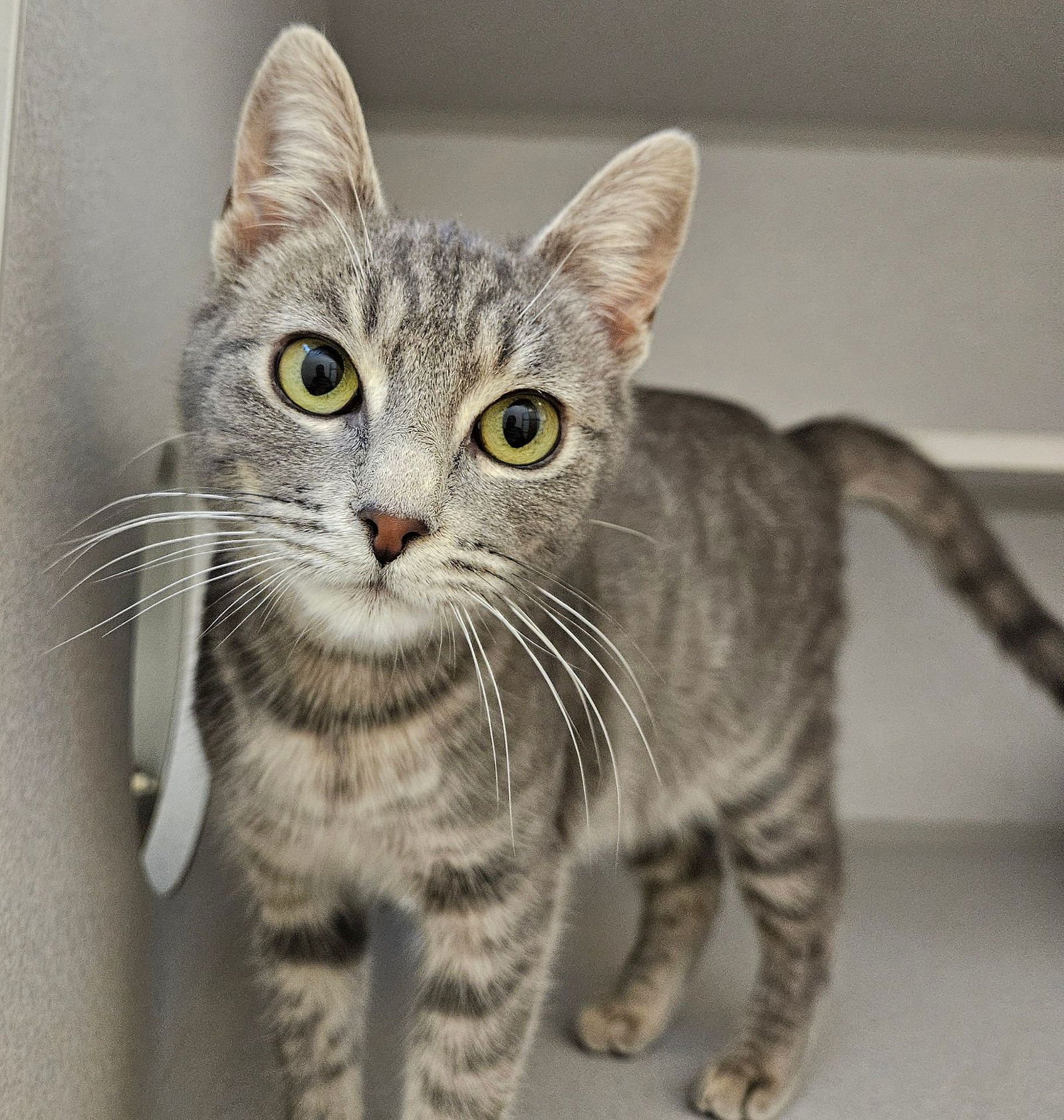 GWEN - Unknown available for adoption