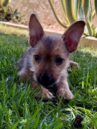 Oscar - Photo 1