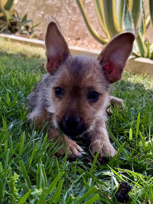 OSCAR - Unknown available for adoption