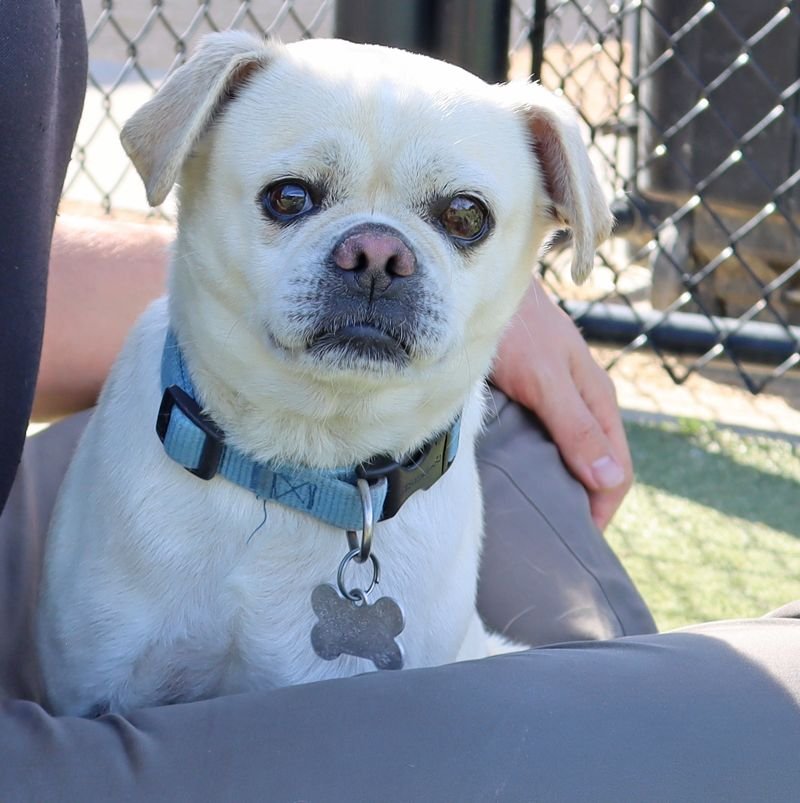 ALEXANDER - Unknown available for adoption