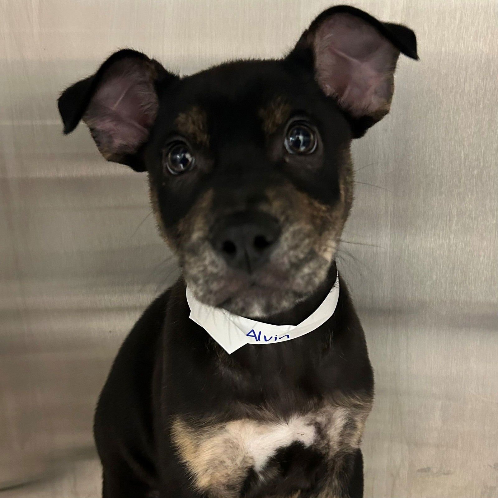 ALVIN - Unknown available for adoption