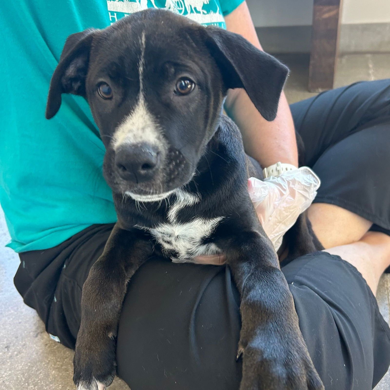 DUCK - Unknown available for adoption