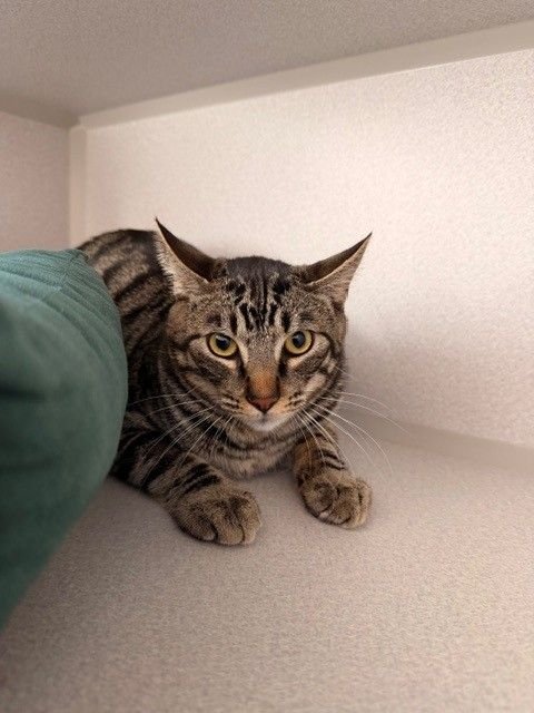 PHILLY - Unknown available for adoption