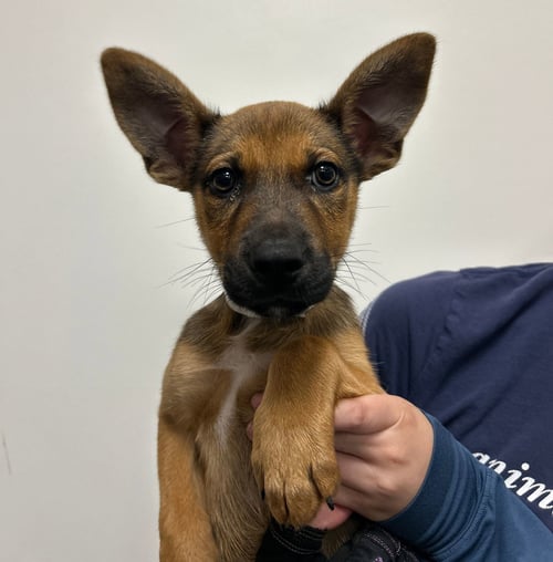 DUMPLING - Unknown available for adoption