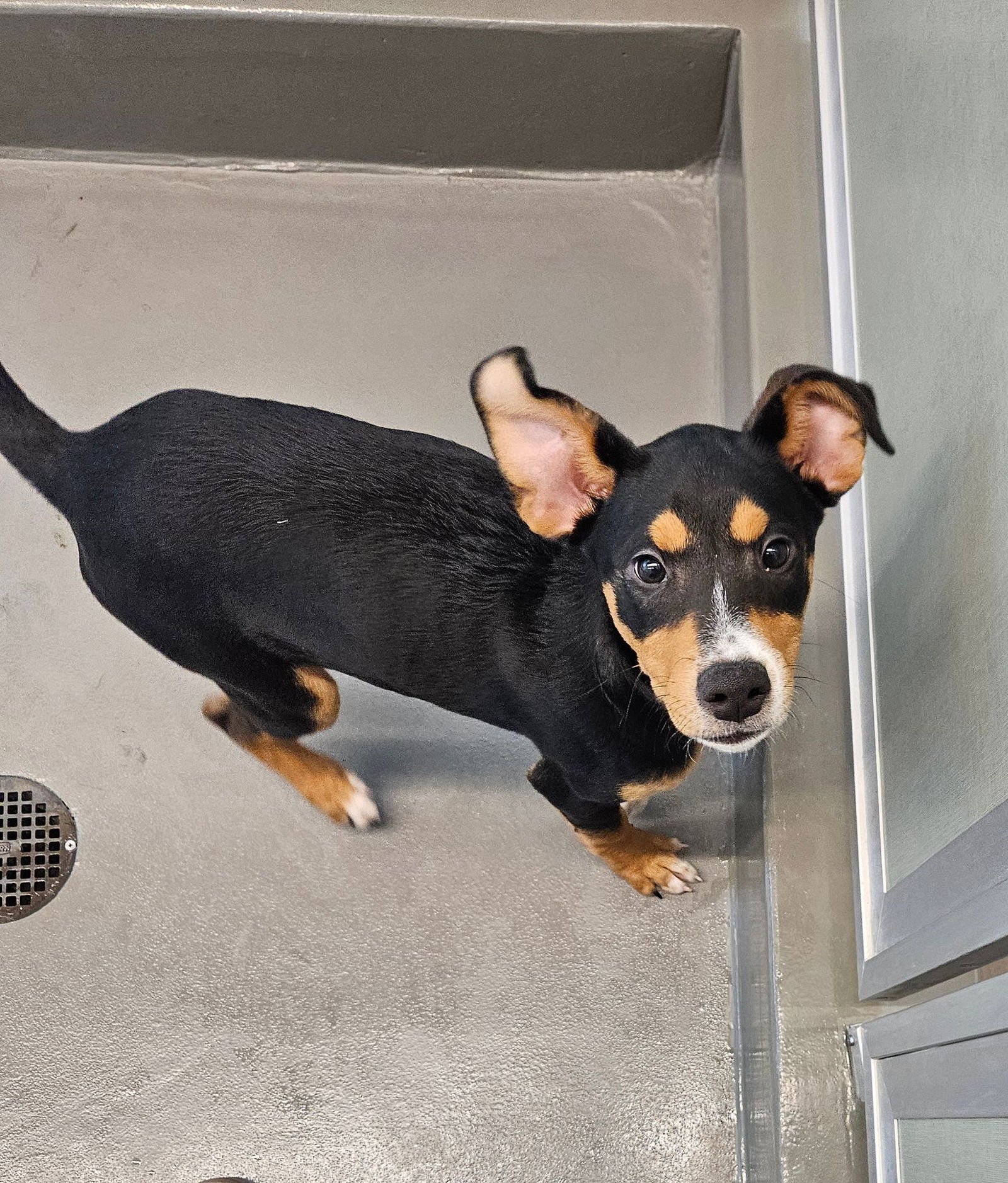 AMARYLLIS - Unknown available for adoption