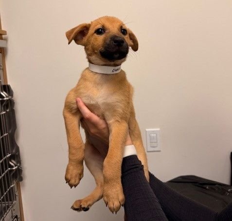 DANISH - Unknown available for adoption