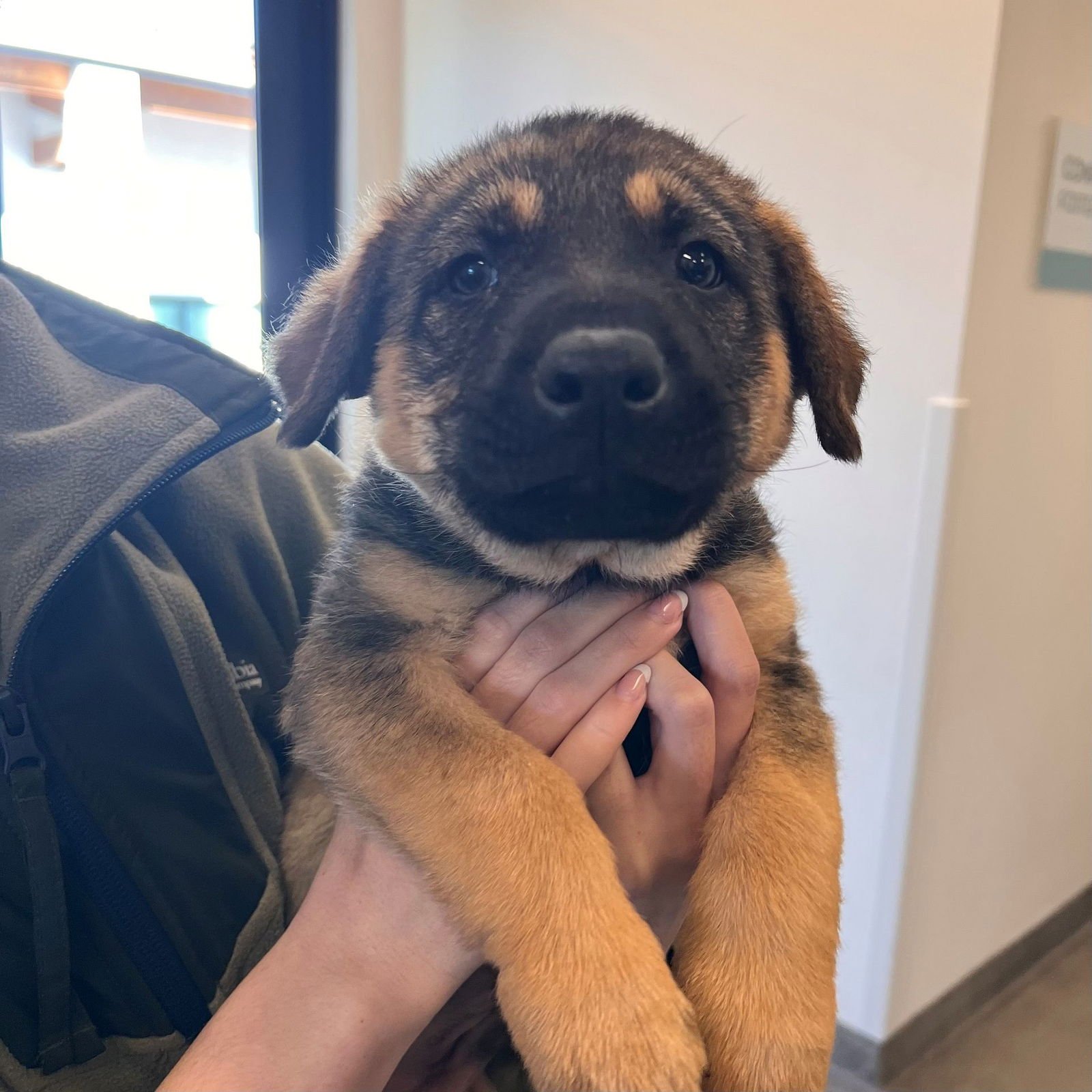 RELISH - Unknown available for adoption