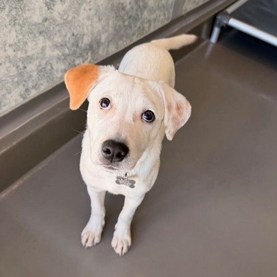 AMERICANO - Unknown available for adoption