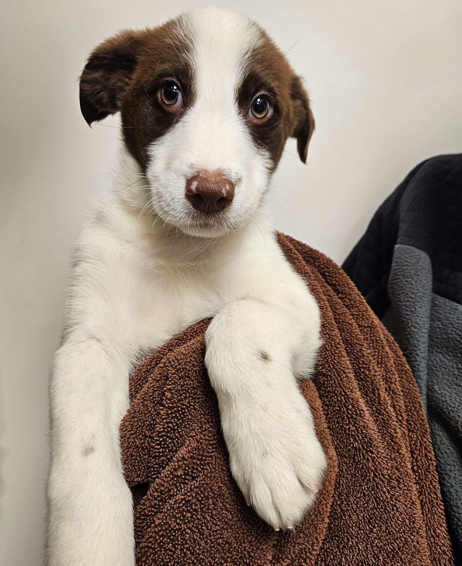 PETER MCCALLISTER - Unknown available for adoption